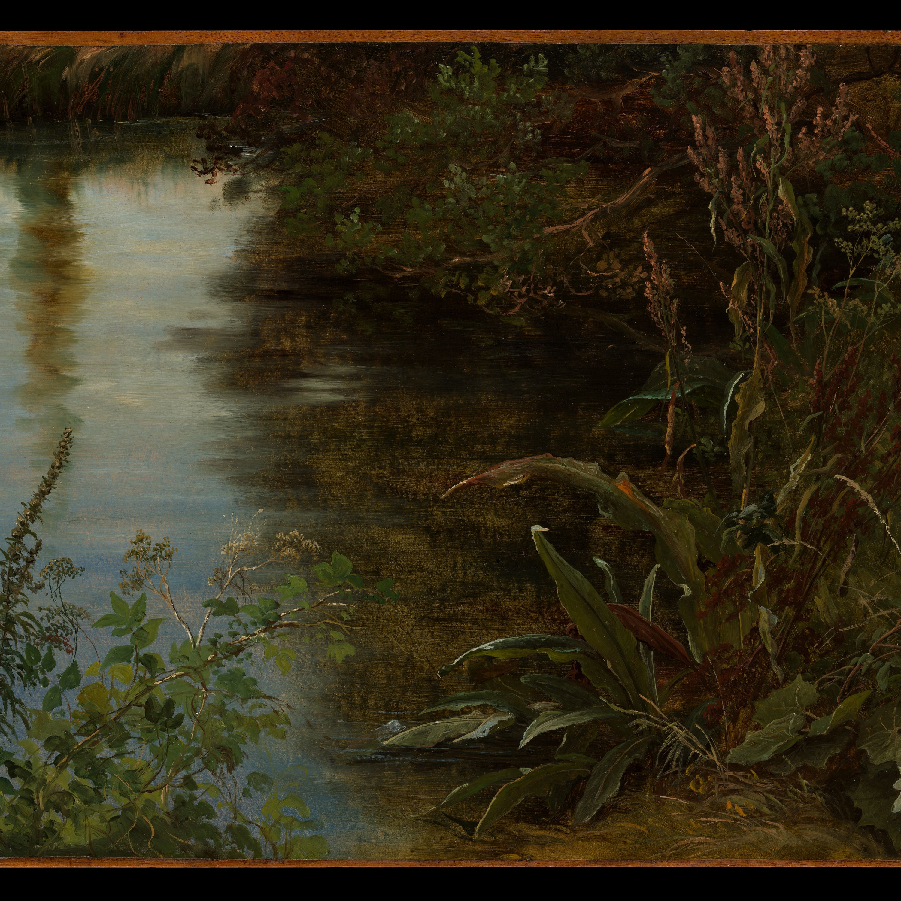 Study of Water and Plants by Thomas Fearnley